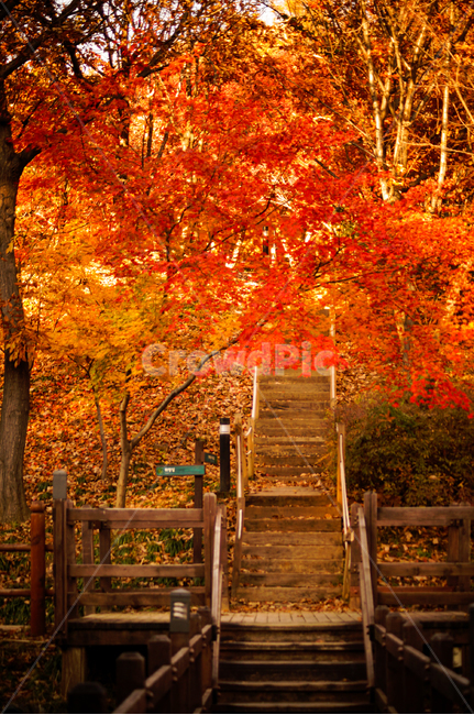 leaf,잎,plant,식물,tree,나무,단풍,maple,가을,계절,fall,autumn,season,자연,풍경,nature,landscape