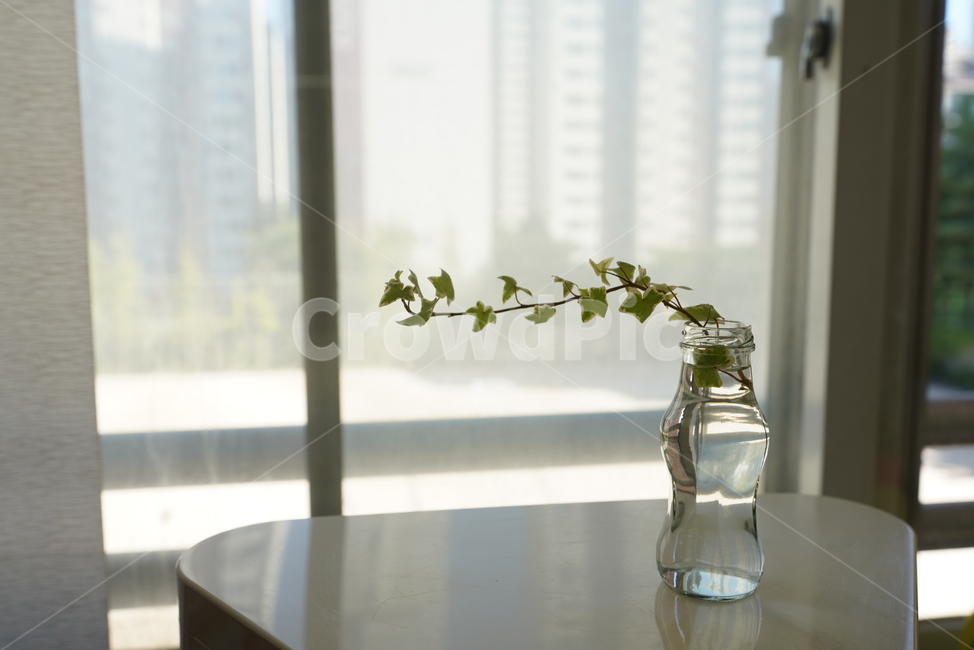 식물,취미,물병,가지,생물,잎,창문,창가,실내용화초,화분,화초,house plant