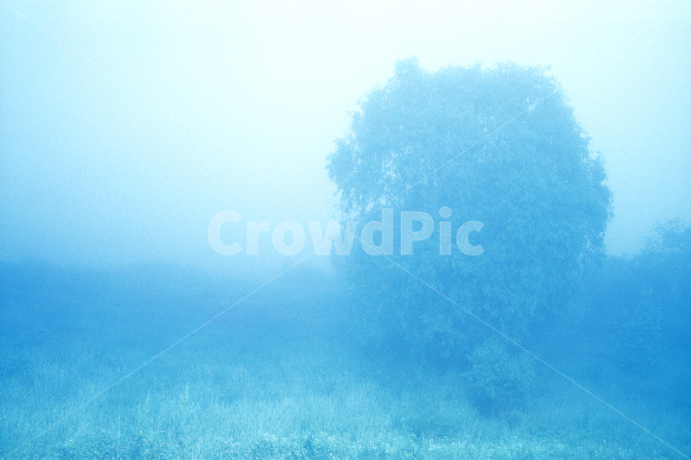 필름,필름사진,필름느낌,필름감성,새벽,나무,안개,포그,자연,날씨,nature,weather,자연,풍경,nature,landscape
