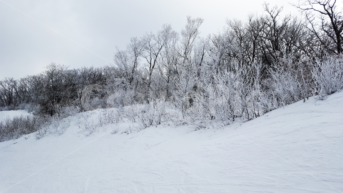 눈,눈꽃,겨울나무,첫눈,겨울,겨울,계절,winter,season,자연,풍경,nature,landscape,outdoors,옥외,storm,폭풍,blizzard,눈보라,snow
