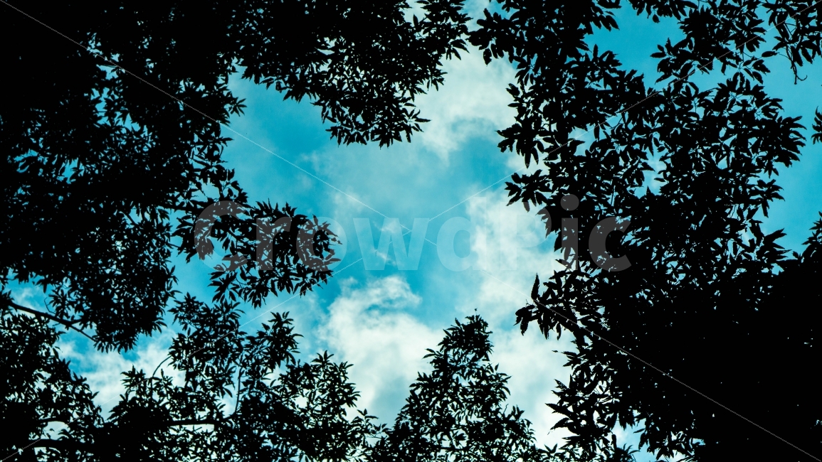 하늘,하늘색,구름,나무,자연,풍경,배경,자연,풍경,nature,landscape