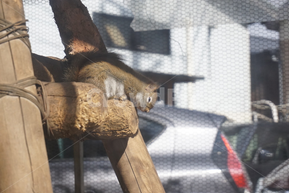다람쥐,동물원,동물,쥐,squirrel