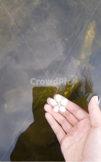 꽃,벚꽃,손,물,봄,flower,hand,water,spring