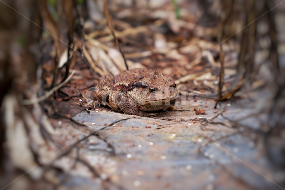 밭,농사,개구리,두꺼비,마늘,숨바꼭질,개굴,동물,animal,파충류,양서류,reptile,amphibian