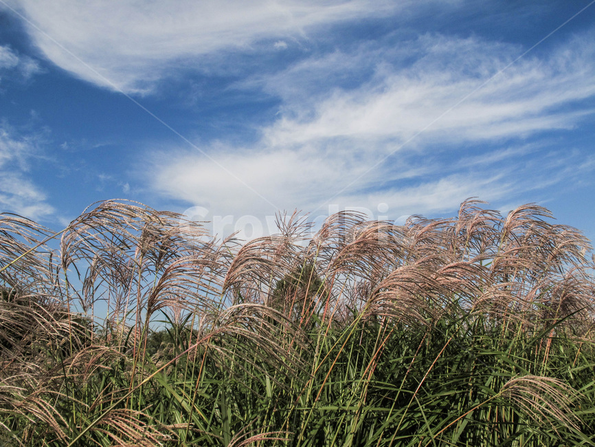 grass,plant,식물,lawn,reed,갈대,잔디,억새,하늘공원,하늘,공원,가을,계절,fall,autumn,season