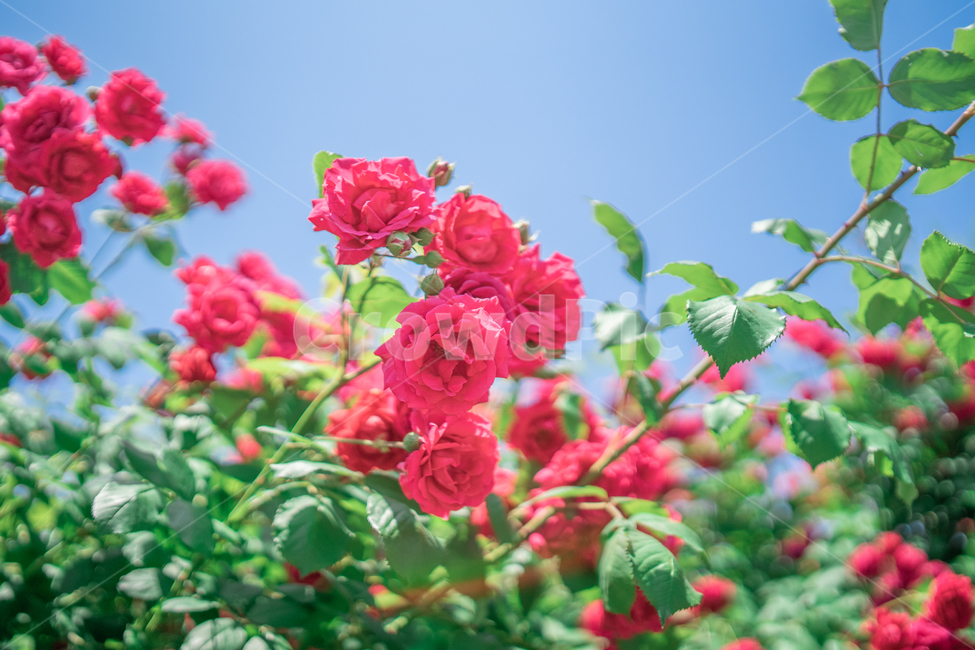 장미,하늘,분홍색,꽃잎,rose,싱그러운,식물,자연,plants,nature,꽃,flower