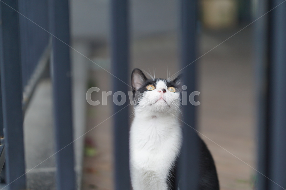 고양이,얼룩이,동물,포유류,펫,애완동물,눈동자,산책,길거리,동물,animal,포유류,mammal,고양이,cat,kitten,kitty