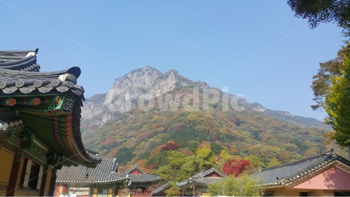백양사,단풍,가을단풍,백양사단풍,전남백양사,가을,계절,fall,autumn,season,한국전통,한국문화,korean traditional,korean culture,종교,신앙,religion,belief,faith,architecture,건축물,building,건물,temple,신전