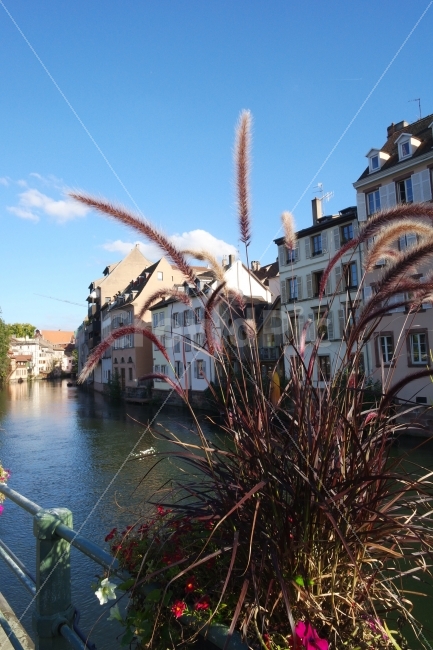 프랑스,강가,버들강아지,풍경,자연,여행,산책,france,river,scenery,nature,travel,walking,strasbourg,스트라스부르크,도시,풍경,city,landscape,해외,외국,세계,foreign,oversea,world,세계도시풍경,해외도시풍경,외국도시풍경,world cityscape,식물,자연,plants,nature,water,물