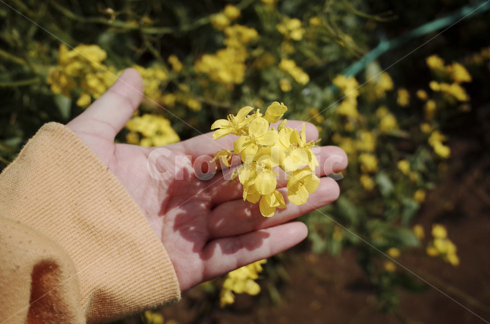 유채꽃,유채,노란꽃,봄,봄꽃,flower,yellow,spring,finger,손가락,human,인간,person,사람,손,hand,봄,계절,spring,season