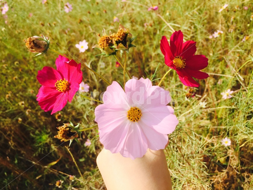 코스모스,가을,꽃,분홍색,여유