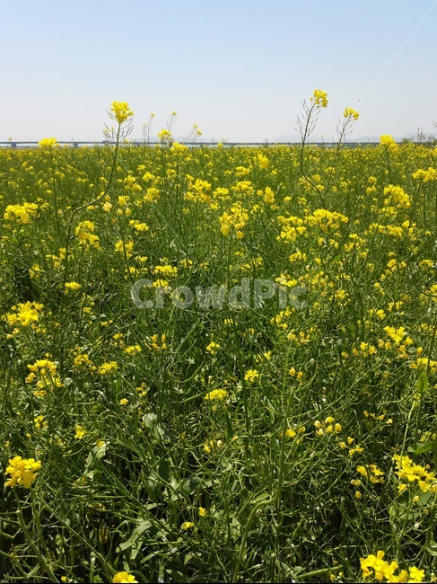 유채꽃,꽃,꽃밭,유채꽃밭,봄,식물,자연,plants,nature,꽃,flower