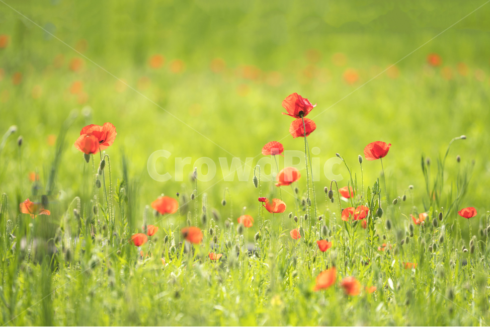 자연,풍경,봄,꽃,감성,양귀비꽃,식물,자연,plants,nature,꽃,flower