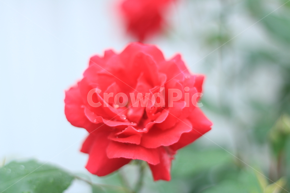 여름,꽃,장미,애증,여왕,식물,자연,plants,nature,꽃,flower