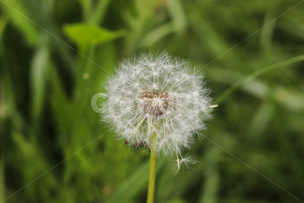여름,꽃,민들레,잔디,초록,초록색,하얀꽃,식물,자연,plants,nature,꽃,flower