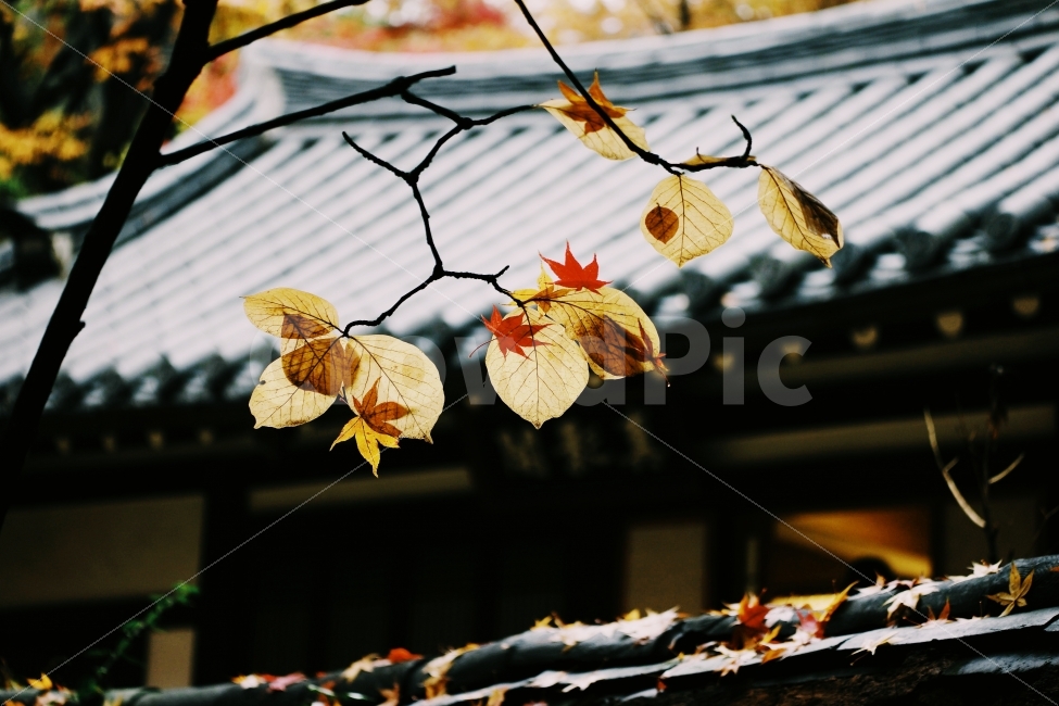 한국,경치,가을,낙엽,길상사,단풍,풍경,자연,강,새,고요,아침,경관,풍광,nature,landscape,한국자연풍경,한자연경관,koreanaturelandscape,감성,감정,sensible,feeling,emotion,계절,season,마을,rural,한국전통,한국문화,koreatraditional,koreaculture,plant,나무,trees,wood,가을,계절,fall,autumn,season,한국전통,한국문화,korean traditional,korean culture,식물,자연,plants,nature,나무,trees,wood,감성,sensible,feeling,leaf,잎