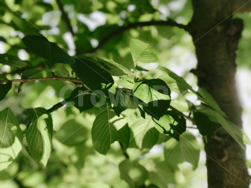 자연,나무,나뭇잎,잎사귀,초록,봄,여름,녹색,그린,여름,계절,summer,season,식물,자연,plants,nature,leaf,잎,plant,veins,정맥
