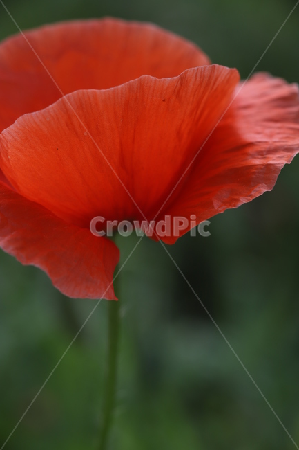 plant,식물,blossom,flower,꽃,양귀비,빨간꽃,빨강꽃,빨간색,빨강,빨간양귀비,클로즈업,확대,red,poppy,poppyflower,redpoppy,closeup