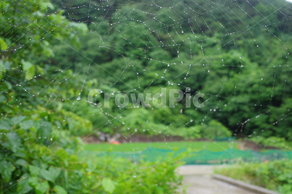 거미줄,풍경,비오는날,초록,시골