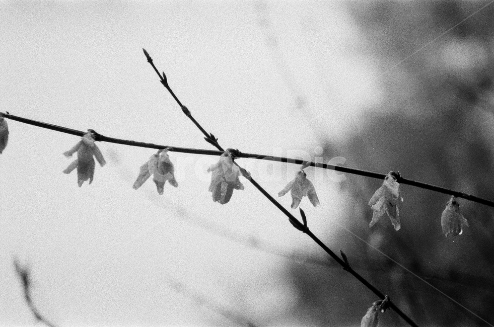 개나리,흑백,아침,자연,꽃,봄,계절,spring,season,식물,자연,plants,nature,꽃,flower,흑백,모노톤,monochrome,black and white,plant,leaf,잎