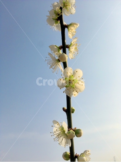 plant,식물,꽃,flower,매화,식물,자연,plants,nature,꽃,flower