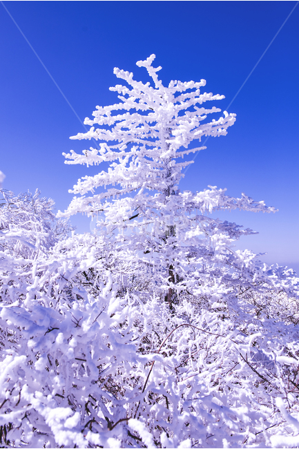 겨울,겨울산행,눈꽃,눈,snow,snowflower,태백산,하늘,나무,겨울나무,겨울,계절,winter,season,자연,풍경,nature,landscape,식물,plants,나무,trees,wood,outdoors,옥외