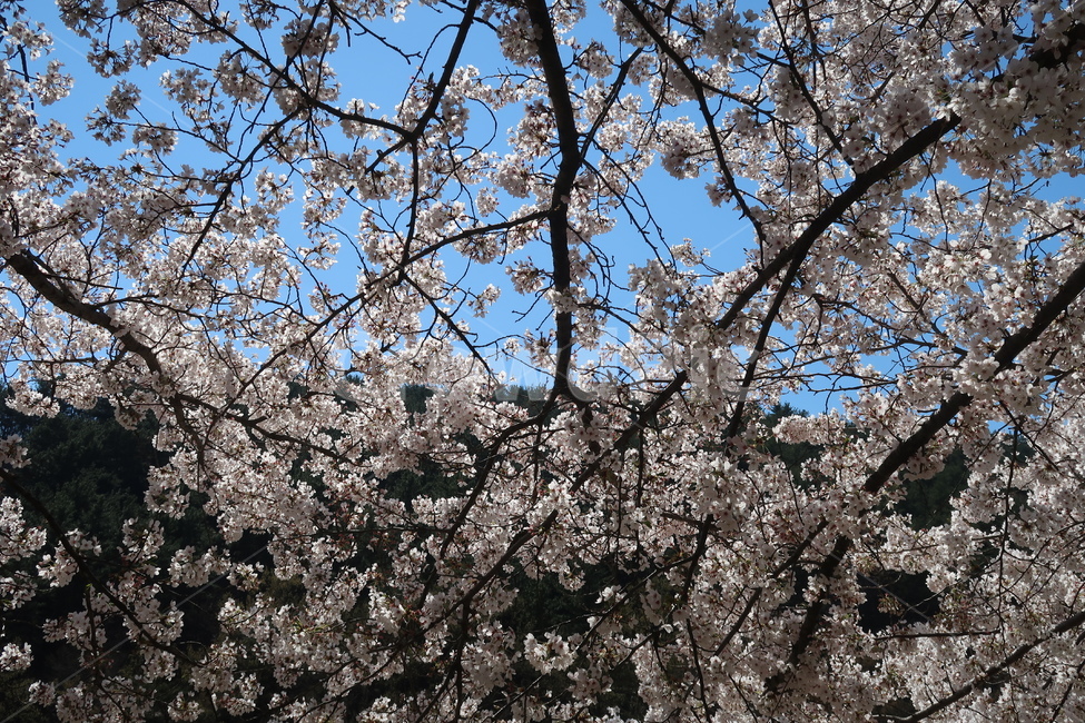 벚꽃,cherryblossom,blossom,꽃,봄,봄꽃,하늘,봄날씨,벚꽃만개,만개,개화,벚꽃개화,spring,봄풍경,도심,도시,식물,plant