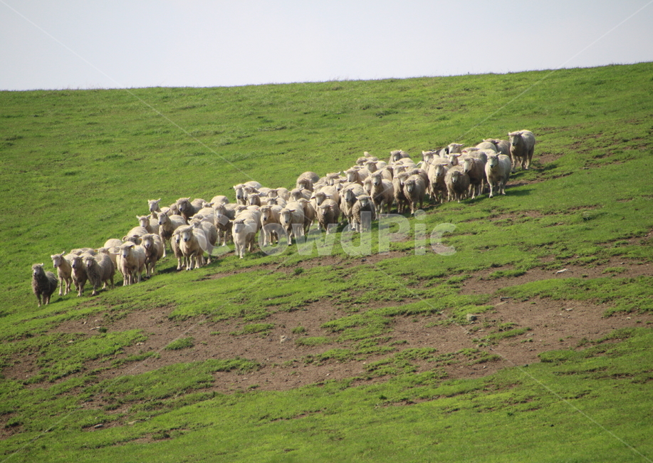 양,목장,초원,풀,언덕,포유동물,목축업,목축,양모,양몰이,여름,농장,양털,sheep,green,field,countryside,grass,nature,mammal,livestock,white,wool,farmland,meadow,동물,animal,포유류,mammal,목축업,목장,livestock farming,ranching,pasture