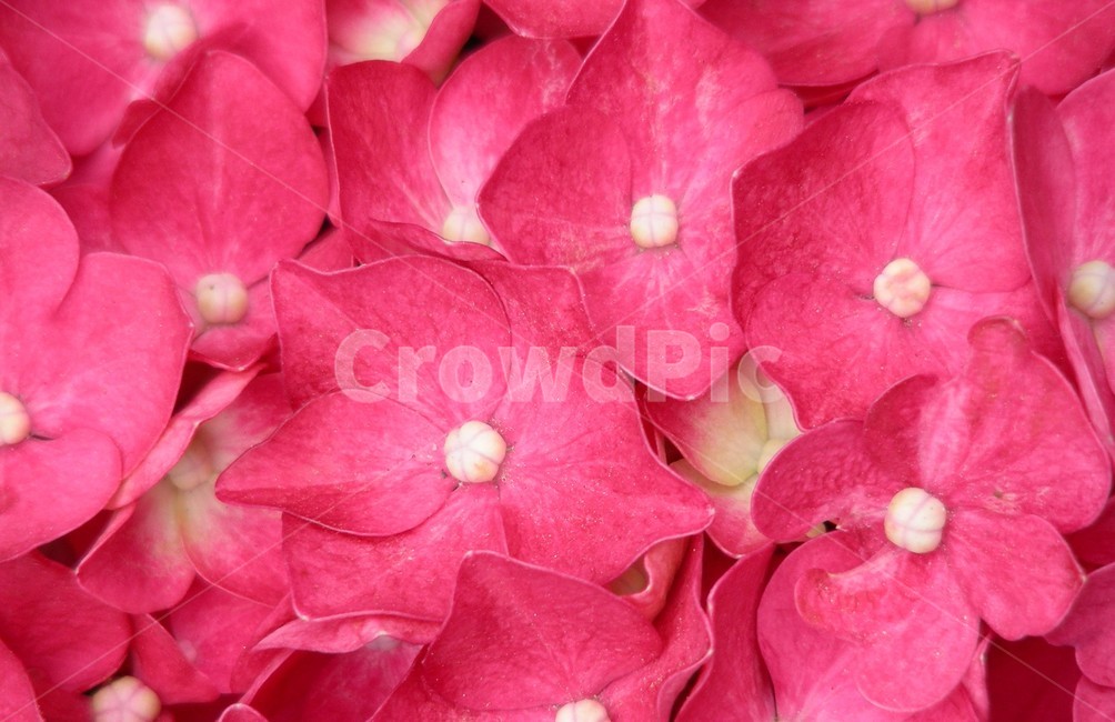 꽃,수국,접사,봄,만개,꽃,flower