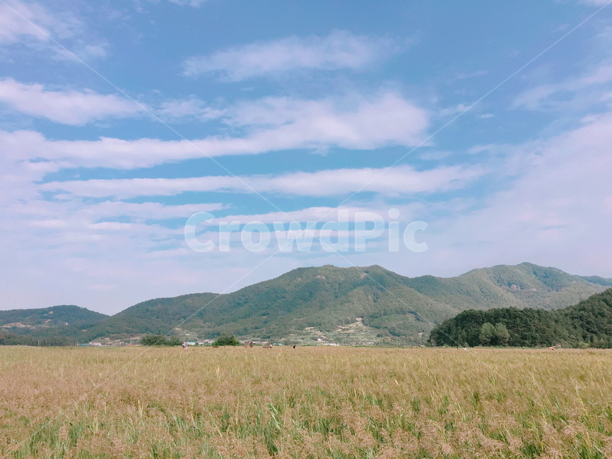 가을,갈대,자연,산,하늘