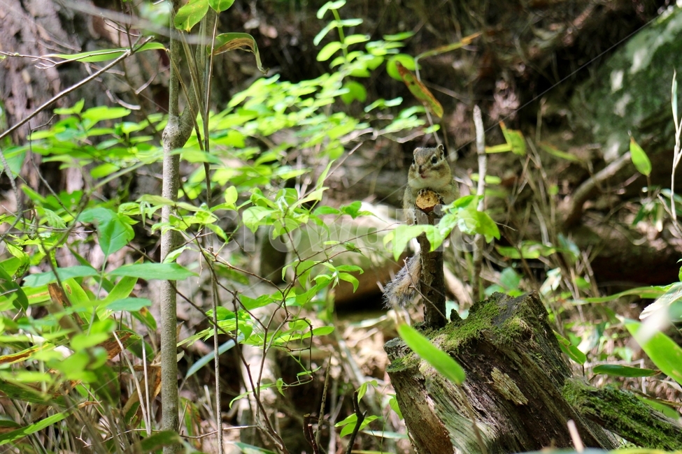 야생동물,야생다람쥐,다람쥐,산다람쥐,자연,동물,animal,포유류,mammal
