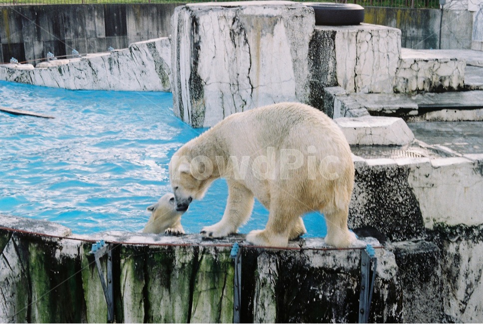 animal,동물,bear,곰,백곰,동물원,zoo,아기곰,동물,animal,포유류,mammal