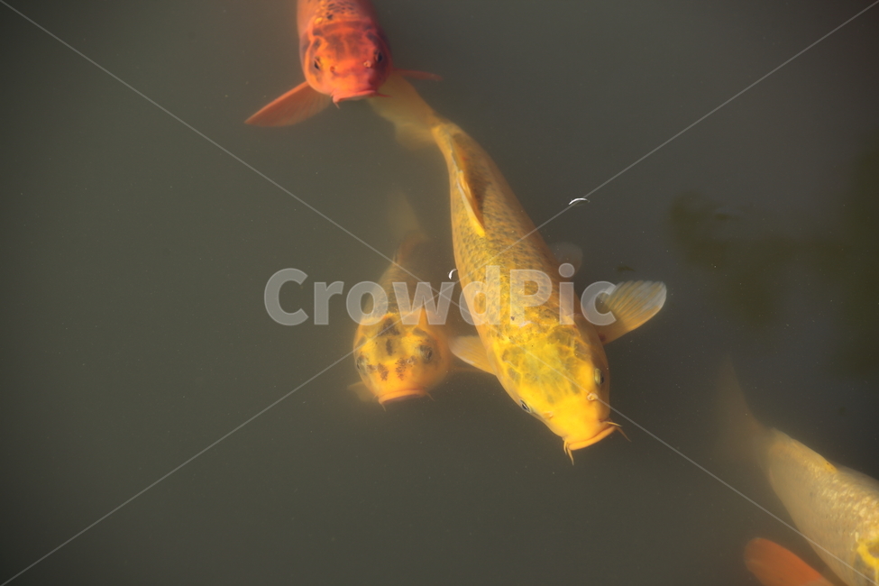 잉어,어류,물고기,민물고기,carp,동물,animal,어류,물고기,fish