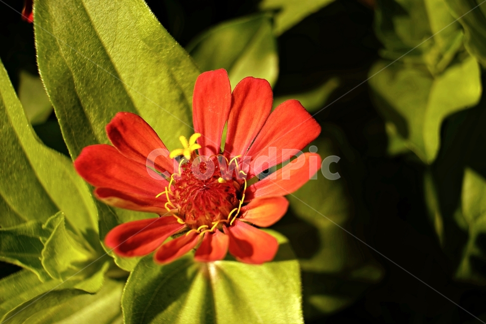 꽃,아름다움,정원,식물,자연,flower,bloom,beauty,plant,nature,beautiful,식물,자연,plants,nature,꽃,flower