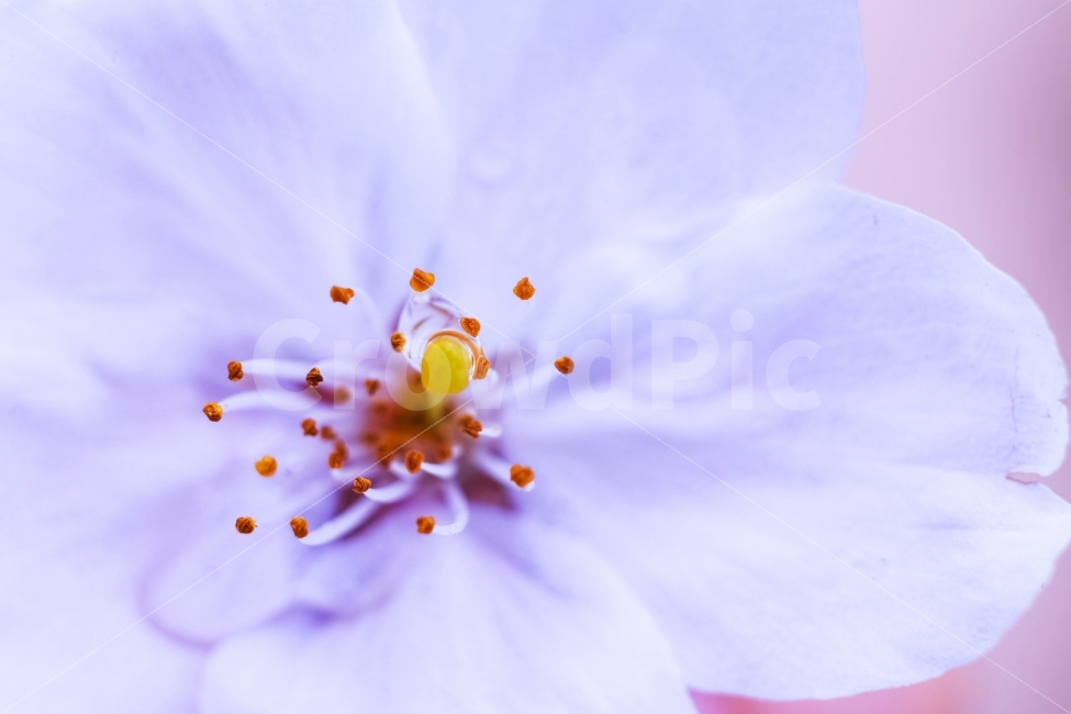 벚꽃,꽃,봄,물방울,자연,식물,자연,plants,nature,꽃,flower