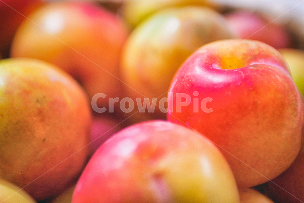 과일,식물,자두,먹거리,간식,fluit,plum,plant,nature,자연,가을,계절,fall,autumn,seasons,가을과일,제철과일,음식,식재료,요리,food,cook,meal,dishes,food reserves,과일,열매,fruit