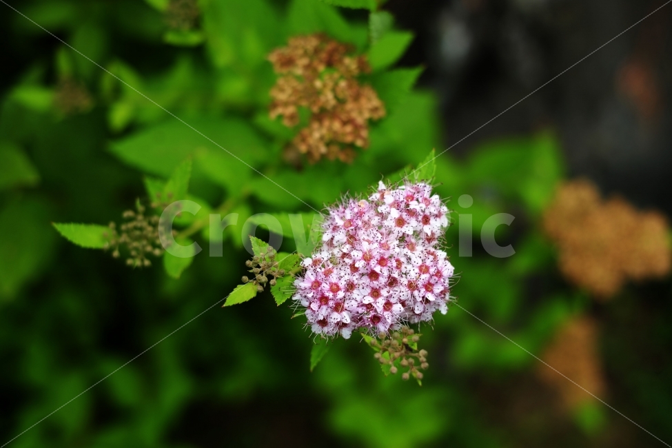 꽃,꽃사진,들꽃,플라워,힐링,여행,식물,식물,자연,plants,nature,꽃,flower
