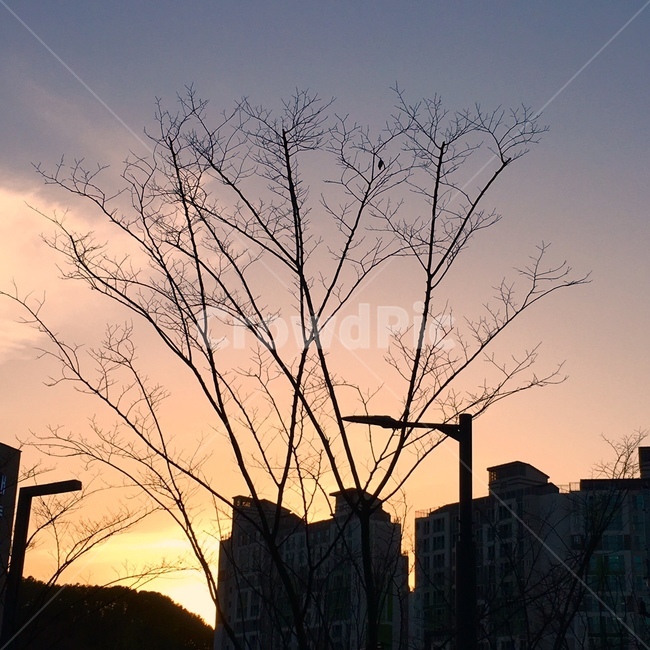풍경,하늘,감성,노을,핑그빛하늘,도시,풍경,city,landscape,nature,자연,outdoors,옥외,sky,sunset,일몰,dawn,새벽,red sky,붉은 하늘,dusk,황혼