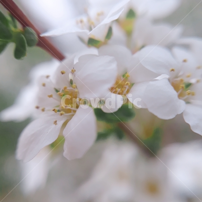 조팝나무,꽃,봄,흰색,flower,자연,식물,자연,plants,nature,꽃,flower