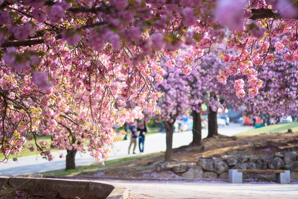 spring,Double cherry blossoms,pink,Brightness,sight,Bulguksa Temple,flower