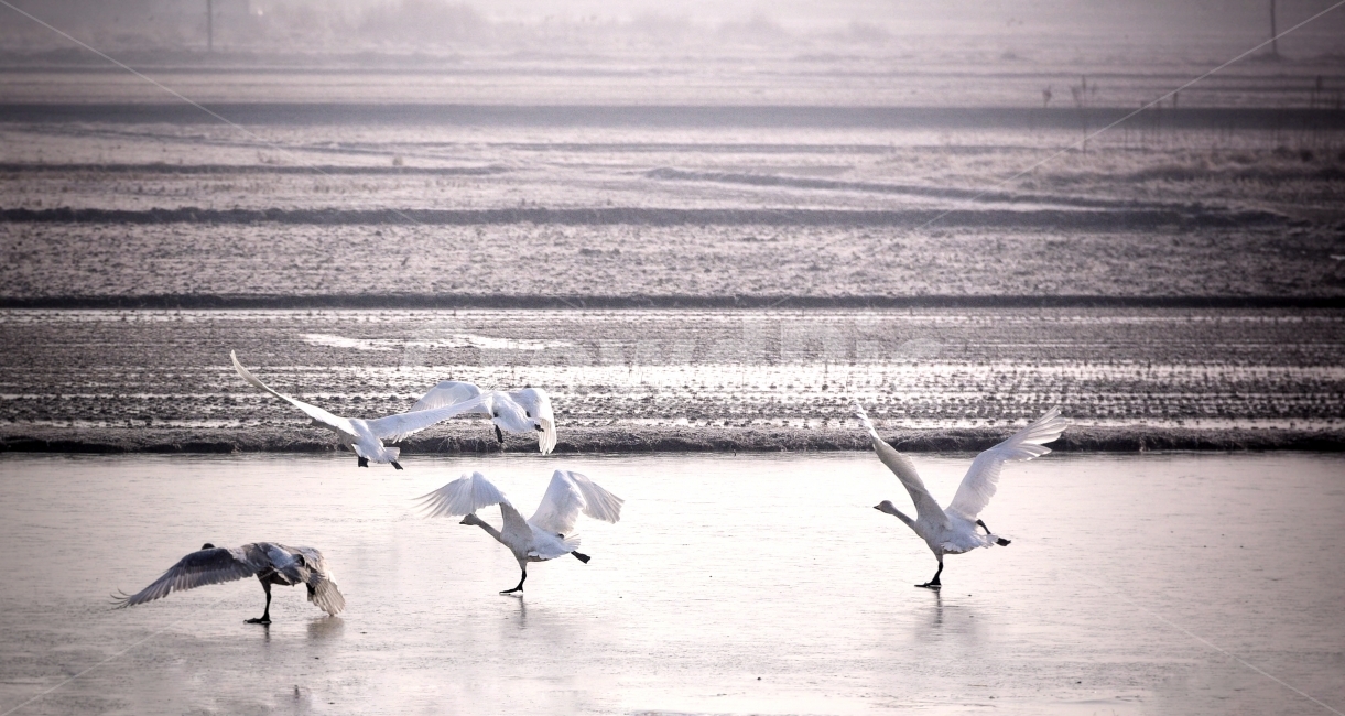 두루미,부산,바다,논,아침빛,동물,animal,조류,새,birds