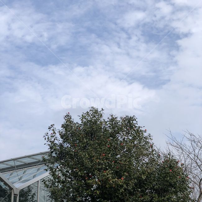 감성사진,감성,동백,camellia,나무,하늘