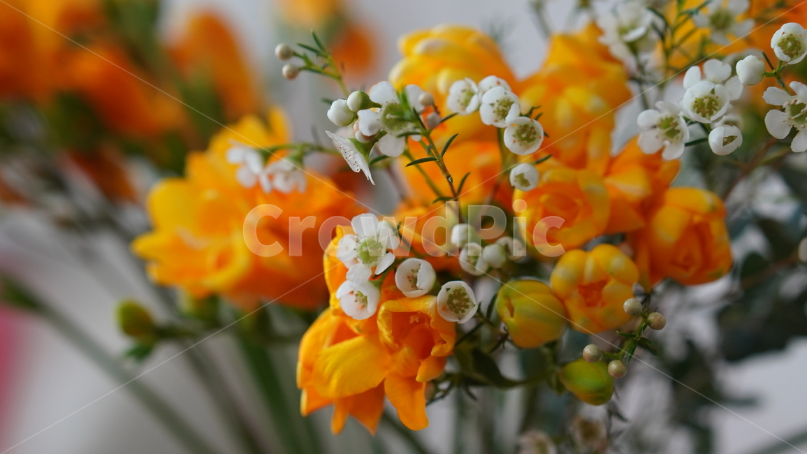 프리지아,봄꽃,자연,꽃다발,후리지아,노란꽃,봄,plant,식물,flower,blossom,꽃꽂이,꽃,flower