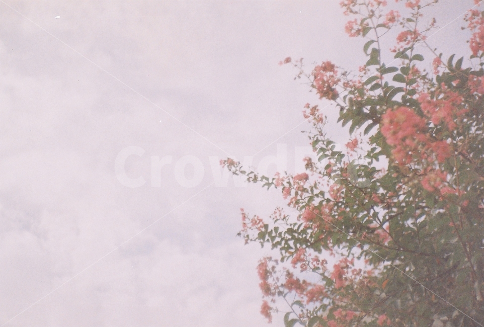 꽃,봄꽃,flower,꽃나무,plant,장성카메라,필름카메라,35mm,greatwall,pf1,식물,자연,plants,nature,꽃,flower,감성,sensible,feeling