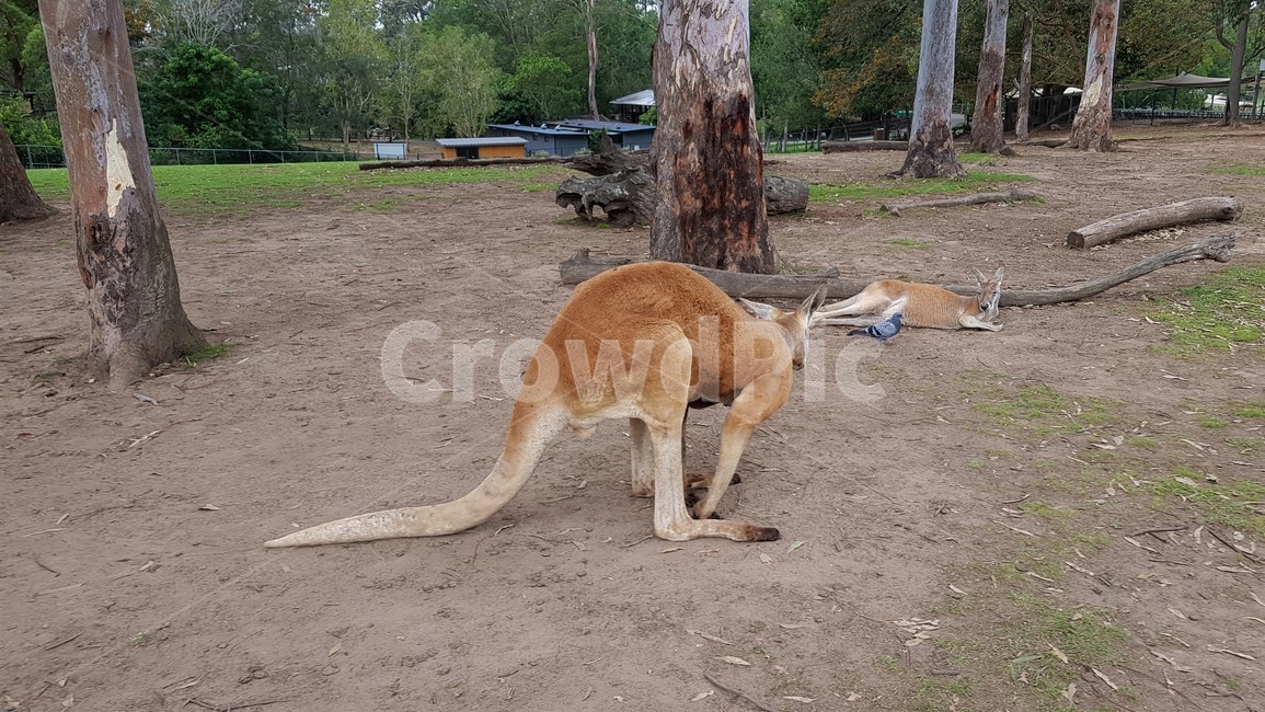 kangaroo,캥거루,animal,동물,포유류,호주,동물원