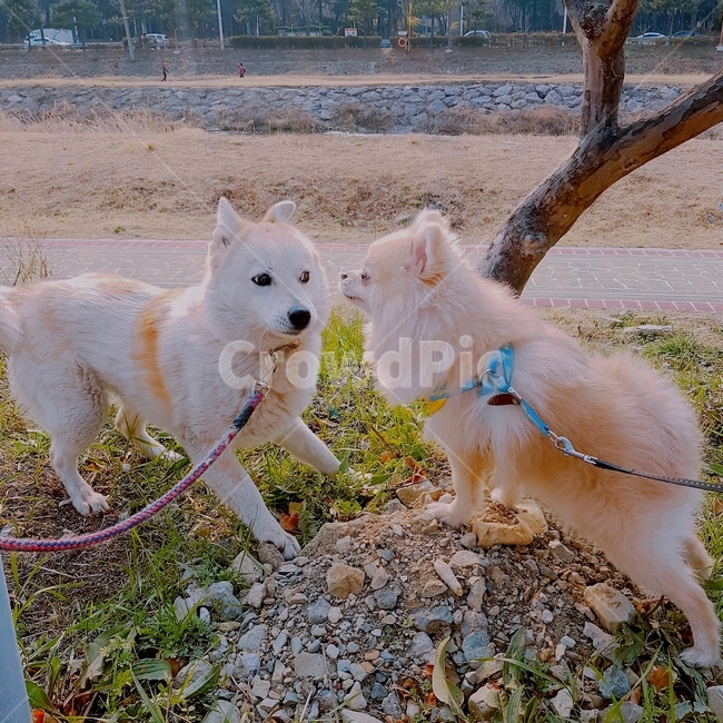 강아지,산책,일상,포메,공원