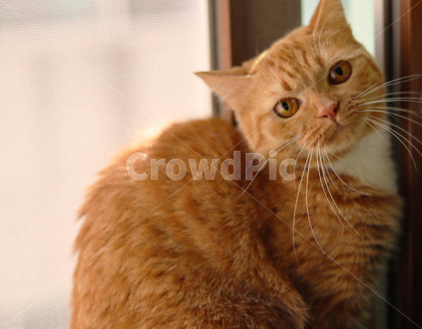 고양이,치즈태비,귀여운,귀여움,동물,새끼고양이,아기고양이,성묘,따뜻한,애완동물,반려동물,코리안숏헤어,animal,mammal,포유류,pet,cat,abyssinian,아비시니안