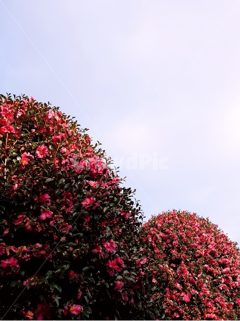 camellia tree,camellia flower,winter camellia,jeju island,camellia