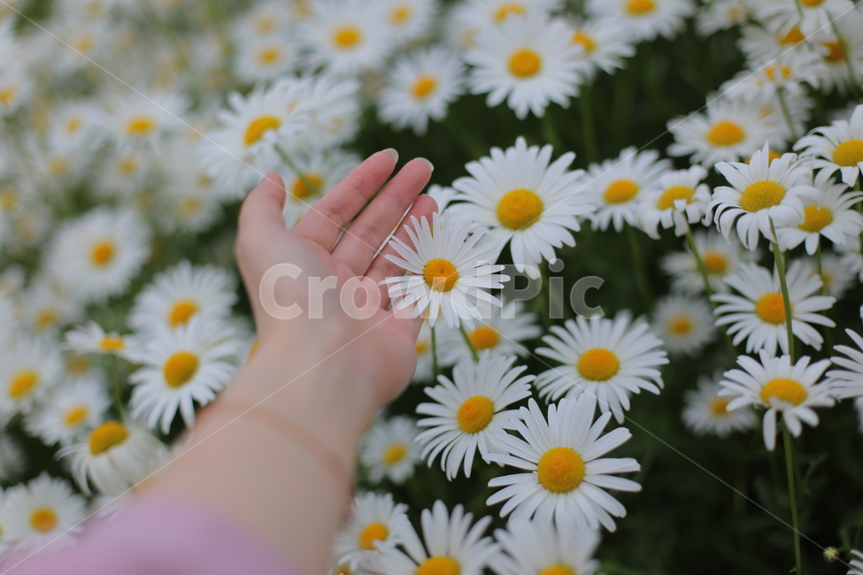 데이지,daisy,daisies,blossom,손,식물,plant,flower,꽃,정원,야외,인물,신체일부,human,신체,연출,몸,여성,색깔,색체,색상,색감,손가락,아련함,nature,pink,분홍,body,woman,female,colorsense,식물,자연,plants,nature,꽃,flower