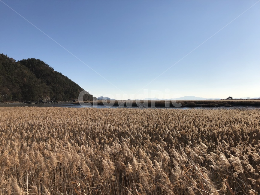 plant,식물,순천만,습지,갈대,reed,winter,겨울,맑음,가을,계절,fall,autumn,season,자연,풍경,nature,landscape